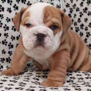 Engleski Buldog i Mops stenci