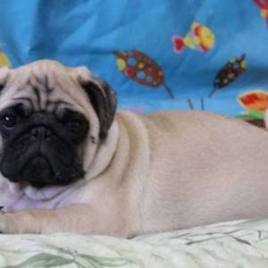 Engleski Buldog i Mops stenci