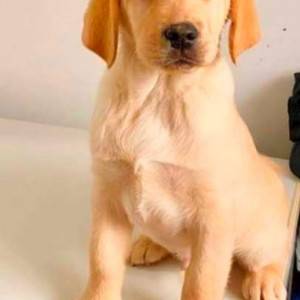 Labrador štenci