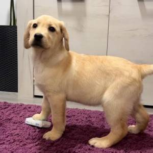 Labrador štenci