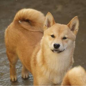 Shiba inu
