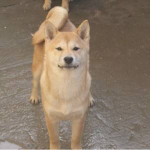 Shiba inu