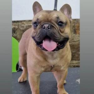 Francuski buldog štenci