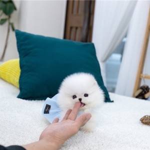 Mini pomeranac
