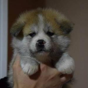 Akita inu, štenci