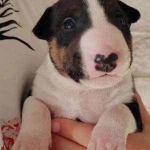 Bulterijer i Dogo Argentino stenci