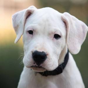 Bulterijer i Dogo Argentino stenci