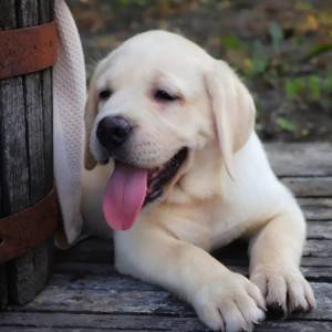 Zlatni retriver i labrador stenci