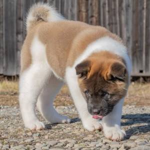 Akita inu japanska i Americka stenci