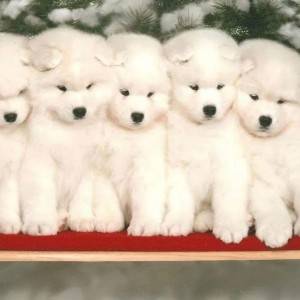 Samojed i Sibirski haski stenci