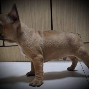 Francuski Buldog