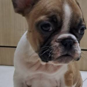 Francuski Buldog