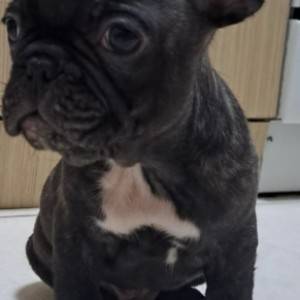 Francuski Buldog