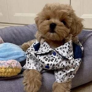 Civava i Maltipoo stenci