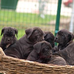 Cane Corso TOP štenci