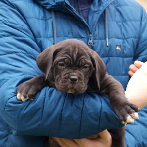 Cane Corso TOP štenci