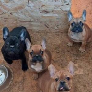 Francuski Buldog, prelepi štenci