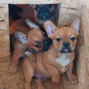 Francuski Buldog, prelepi štenci