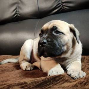Cane Corso Kane Korso štenci