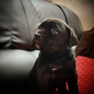 Cane Corso Kane Korso štenci