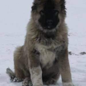 Kavkavski ovcar i Azijat stenci