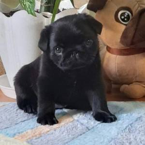 Mops i Si-cu stenci