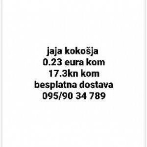 Jaja kokošja