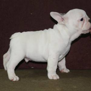 Francuski Buldog