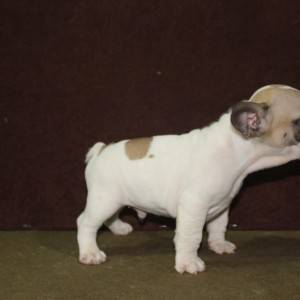 Francuski Buldog