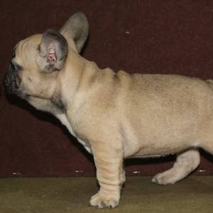 Francuski Buldog