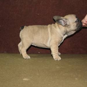 Francuski Buldog
