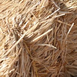 BALE SLAME - Kockaste - Dugo Selo