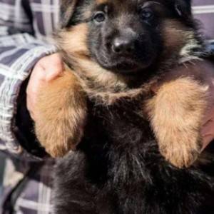 Nemacki boxer i Nemacki ovcar stenci