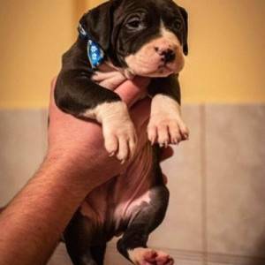 Pit bull stenci