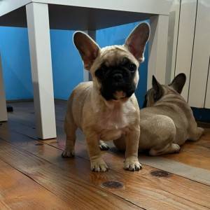 Francuski buldog stenci
