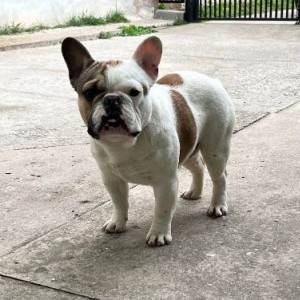 Francuski buldog