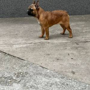 Francuski buldog