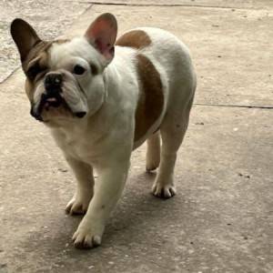 Francuski buldog