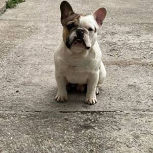 Francuski buldog