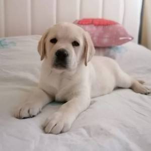 Labrador i Zlatni Retriver stenci