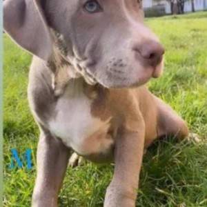 Pitbull Lilac štenci