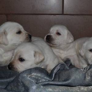 Labrador retriver