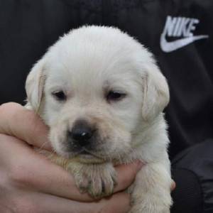 Labrador retriver