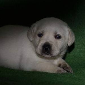 Labrador retriver