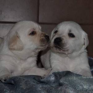 Labrador retriver