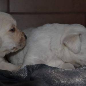Labrador retriver