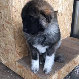 Sarplaninac i Rodezijski ridzbek stenci