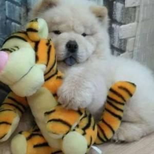 Chow chow i Vajmarski pticar stenci