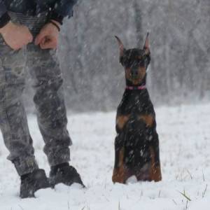 Doberman štenci