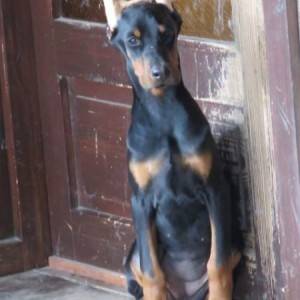 Doberman štenci